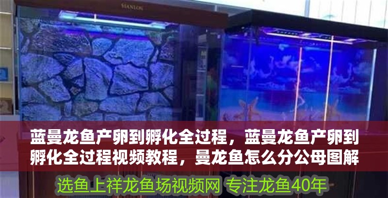 藍曼龍魚產卵到孵化全過程，藍曼龍魚產卵到孵化全過程視頻教程，曼龍魚怎么分公母圖解