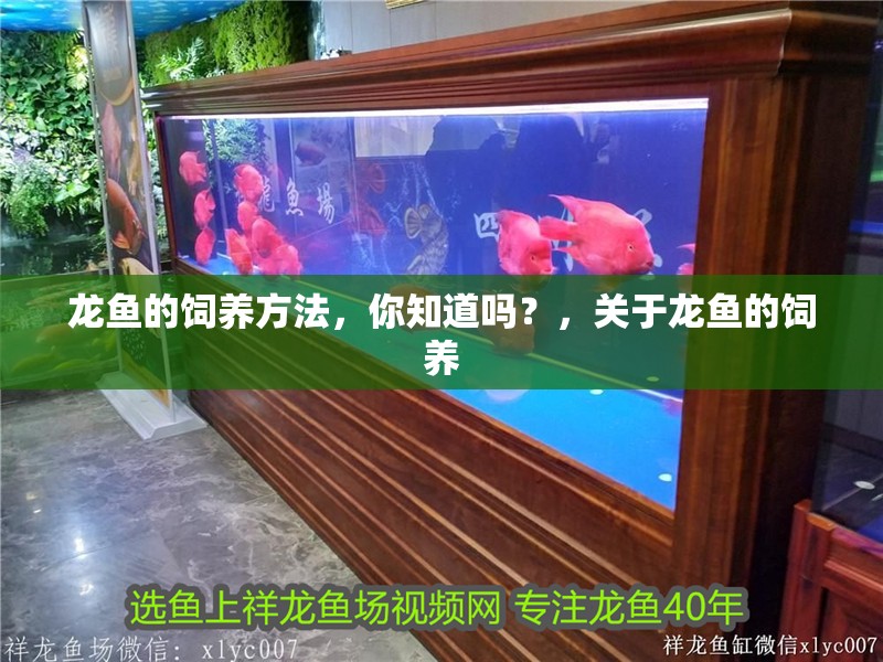 龍魚的飼養方法，你知道嗎？，關于龍魚的飼養