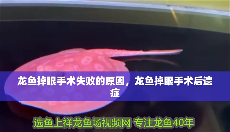 龍魚掉眼手術失敗的原因，龍魚掉眼手術后遺癥