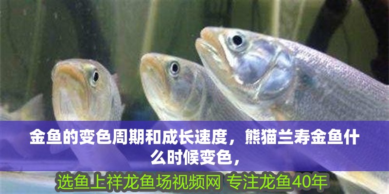 金魚的變色周期和成長速度，熊貓蘭壽金魚什么時候變色，