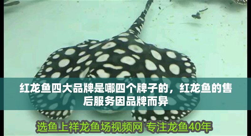 紅龍魚四大品牌是哪四個(gè)牌子的，紅龍魚的售后服務(wù)因品牌而異