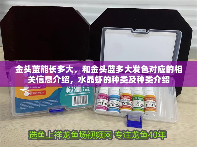 金頭藍能長多大，和金頭藍多大發色對應的相關信息介紹，水晶蝦的種類及種類介紹