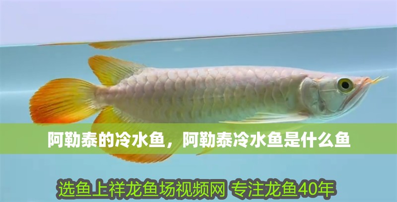 阿勒泰的冷水魚(yú)，阿勒泰冷水魚(yú)是什么魚(yú)