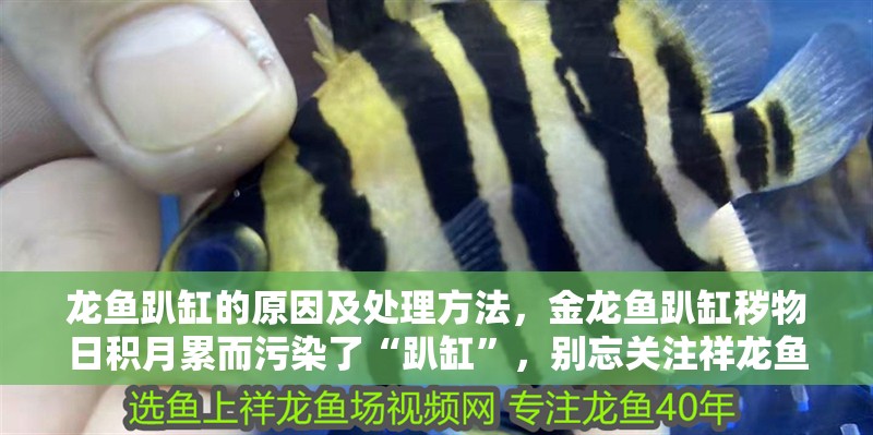 龍魚趴缸的原因及處理方法，金龍魚趴缸穢物日積月累而污染了“趴缸”，別忘關(guān)注祥龍魚場