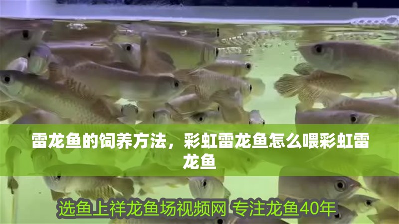 雷龍魚的飼養方法，彩虹雷龍魚怎么喂彩虹雷龍魚