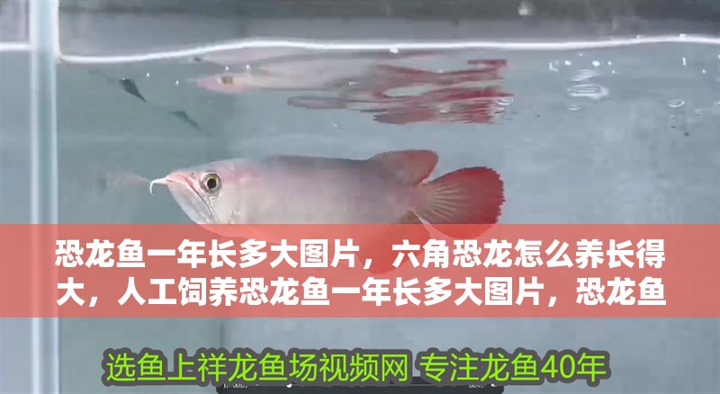 恐龍魚一年長多大圖片，六角恐龍怎么養(yǎng)長得大，人工飼養(yǎng)恐龍魚一年長多大圖片，恐龍魚一年長多大圖片