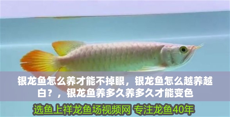 銀龍魚怎么養(yǎng)才能不掉眼，銀龍魚怎么越養(yǎng)越白？，銀龍魚養(yǎng)多久養(yǎng)多久才能變色
