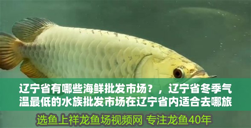 遼寧省有哪些海鮮批發市場？，遼寧省冬季氣溫最低的水族批發市場在遼寧省內適合去哪旅游