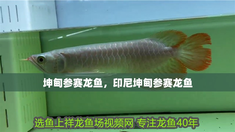 坤甸參賽龍魚，印尼坤甸參賽龍魚