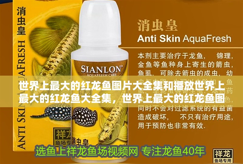 世界上最大的紅龍魚圖片大全集和播放世界上最大的紅龍魚大全集，世界上最大的紅龍魚圖片