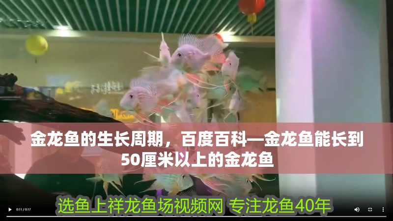 金龍魚的生長周期，百度百科—金龍魚能長到50厘米以上的金龍魚