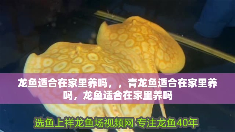 龍魚適合在家里養嗎，，青龍魚適合在家里養嗎，龍魚適合在家里養嗎