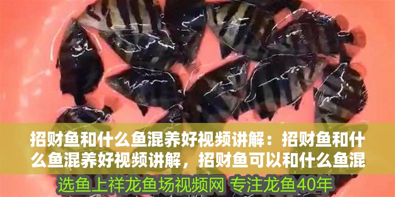 招財魚和什么魚混養好視頻講解：招財魚和什么魚混養好視頻講解，招財魚可以和什么魚混養好