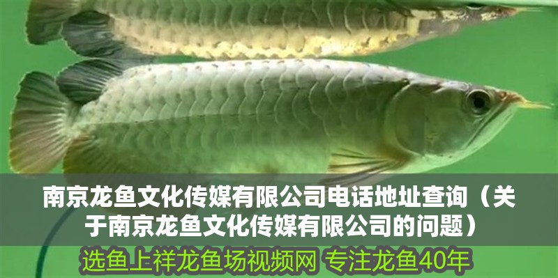 南京龍魚(yú)文化傳媒有限公司電話地址查詢（關(guān)于南京龍魚(yú)文化傳媒有限公司的問(wèn)題）