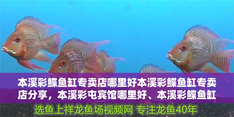 本溪彩鰈魚缸專賣店哪里好本溪彩鰈魚缸專賣店分享，本溪彩屯賓館哪里好、本溪彩鰈魚缸專賣店的介紹