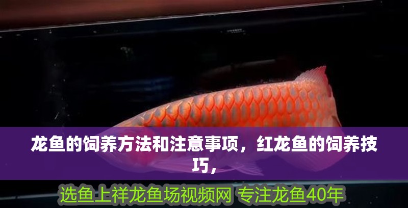 龍魚的飼養方法和注意事項，紅龍魚的飼養技巧，