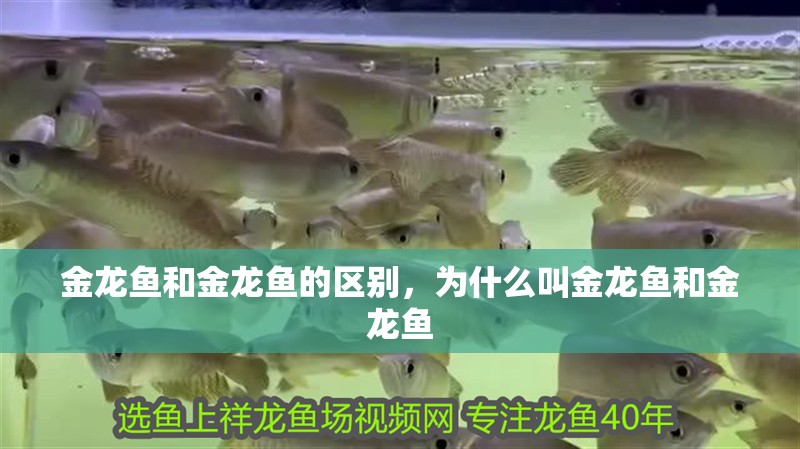 金龍魚和金龍魚的區(qū)別，為什么叫金龍魚和金龍魚