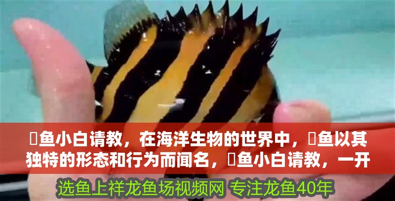 魟魚小白請教，在海洋生物的世界中，魟魚以其獨特的形態(tài)和行為而聞名，魟魚小白請教，一開始是一對有一天早上起來就西游去了