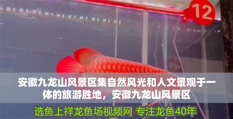 安徽九龍山風(fēng)景區(qū)集自然風(fēng)光和人文景觀于一體的旅游勝地，安徽九龍山風(fēng)景區(qū)