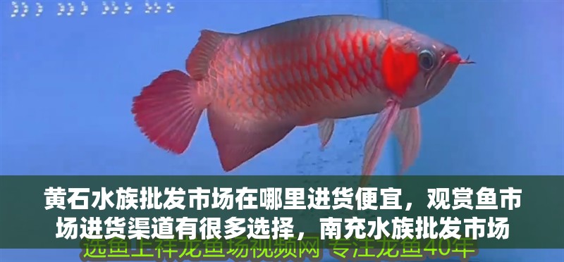 黃石水族批發市場在哪里進貨便宜，觀賞魚市場進貨渠道有很多選擇，南充水族批發市場