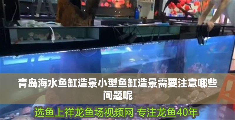 青島海水魚缸造景小型魚缸造景需要注意哪些問題呢