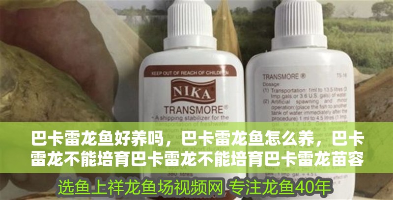 巴卡雷龍魚好養嗎，巴卡雷龍魚怎么養，巴卡雷龍不能培育巴卡雷龍不能培育巴卡雷龍苗容易死嗎