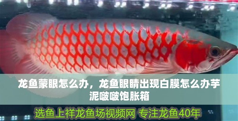 龍魚蒙眼怎么辦，龍魚眼睛出現(xiàn)白膜怎么辦芋泥啵啵飽脹箱