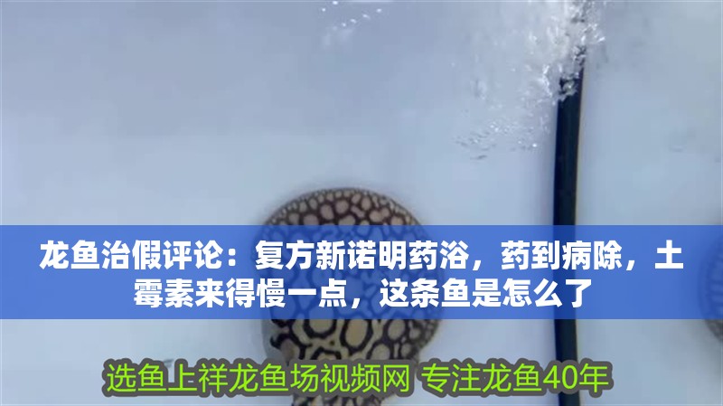 龍魚治假評(píng)論：復(fù)方新諾明藥浴，藥到病除，土霉素來得慢一點(diǎn)，這條魚是怎么了