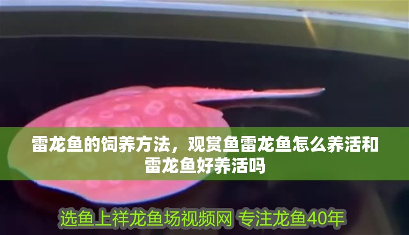 雷龍魚的飼養方法，觀賞魚雷龍魚怎么養活和雷龍魚好養活嗎