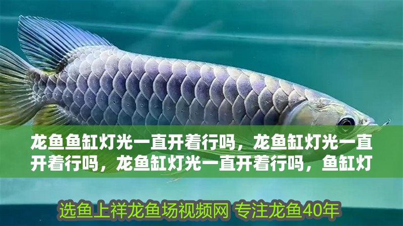 龍魚魚缸燈光一直開著行嗎，龍魚缸燈光一直開著行嗎，龍魚缸燈光一直開著行嗎，魚缸燈光一直開著行嗎