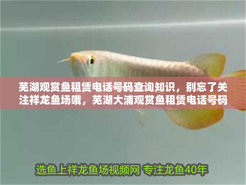 蕪湖觀賞魚租賃電話號碼查詢知識，別忘了關注祥龍魚場哦，蕪湖大浦觀賞魚租賃電話號碼查詢