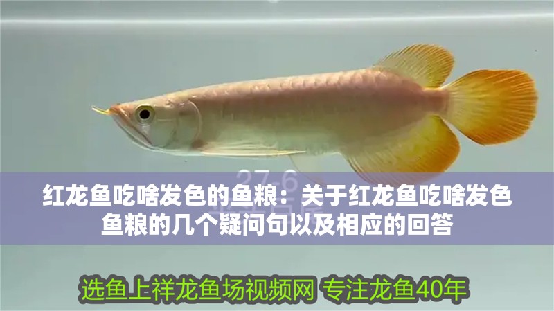 紅龍魚吃啥發(fā)色的魚糧：關(guān)于紅龍魚吃啥發(fā)色魚糧的幾個疑問句以及相應(yīng)的回答