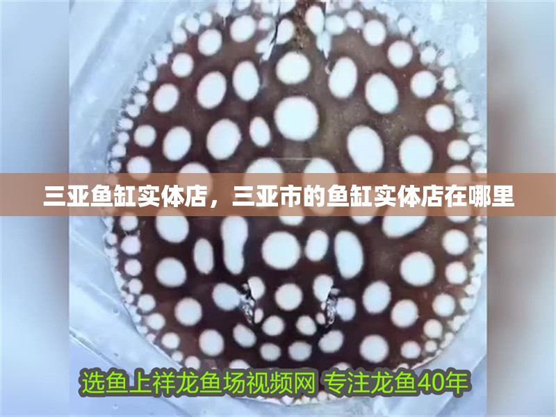 三亞魚缸實體店，三亞市的魚缸實體店在哪里