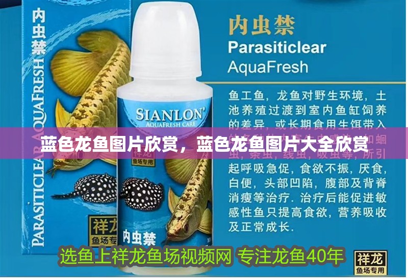 藍色龍魚圖片欣賞，藍色龍魚圖片大全欣賞