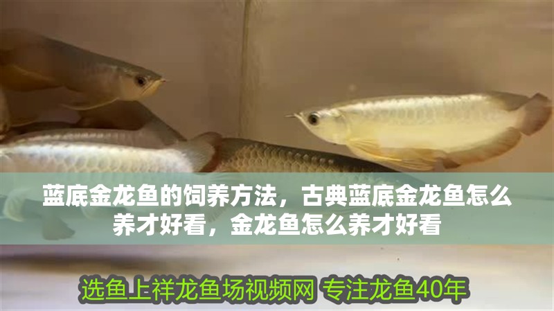 藍(lán)底金龍魚的飼養(yǎng)方法，古典藍(lán)底金龍魚怎么養(yǎng)才好看，金龍魚怎么養(yǎng)才好看