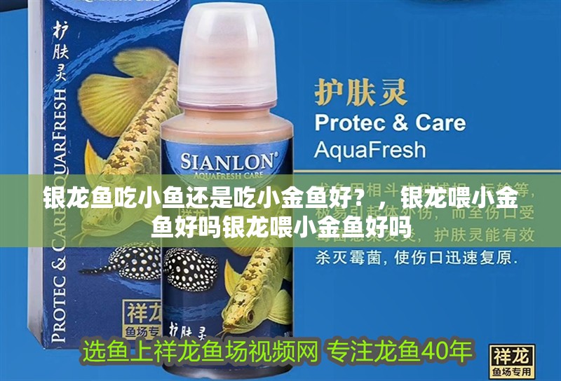 銀龍魚吃小魚還是吃小金魚好？，銀龍喂小金魚好嗎銀龍喂小金魚好嗎