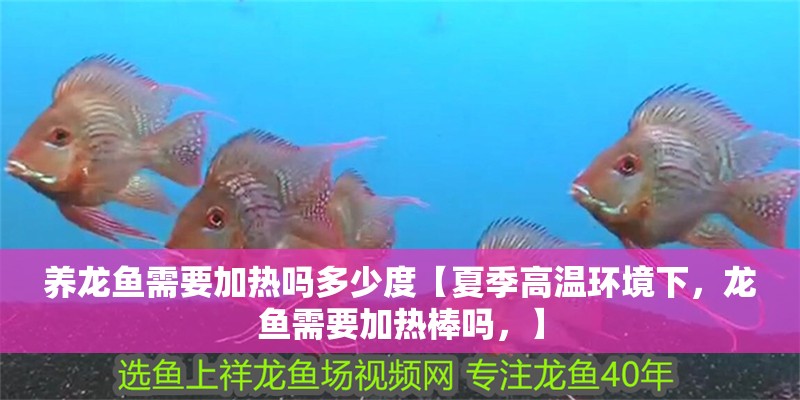 養龍魚需要加熱嗎多少度【夏季高溫環境下，龍魚需要加熱棒嗎，】