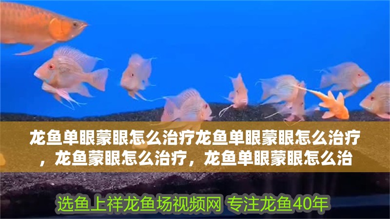 龍魚單眼蒙眼怎么治療龍魚單眼蒙眼怎么治療，龍魚蒙眼怎么治療，龍魚單眼蒙眼怎么治