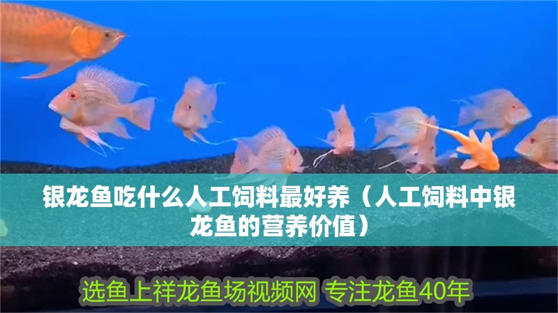 銀龍魚(yú)吃什么人工飼料最好養(yǎng)（人工飼料中銀龍魚(yú)的營(yíng)養(yǎng)價(jià)值）