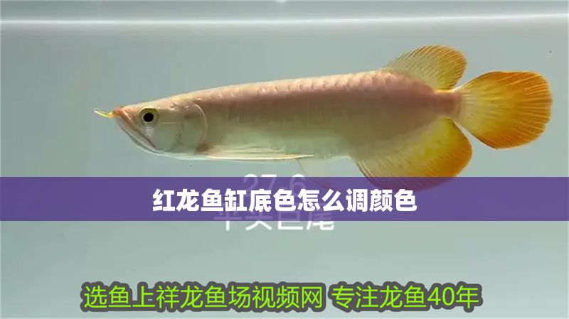 紅龍魚缸底色怎么調顏色