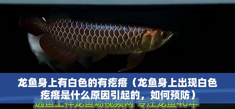 龍魚身上有白色的有疙瘩（龍魚身上出現白色疙瘩是什么原因引起的，如何預防）