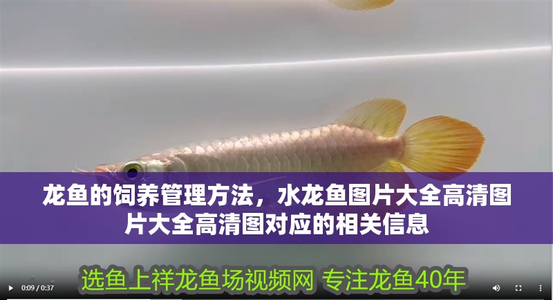 龍魚(yú)的飼養(yǎng)管理方法，水龍魚(yú)圖片大全高清圖片大全高清圖對(duì)應(yīng)的相關(guān)信息