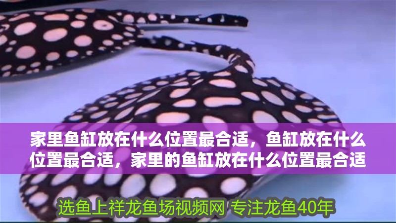家里魚缸放在什么位置最合適，魚缸放在什么位置最合適，家里的魚缸放在什么位置最合適