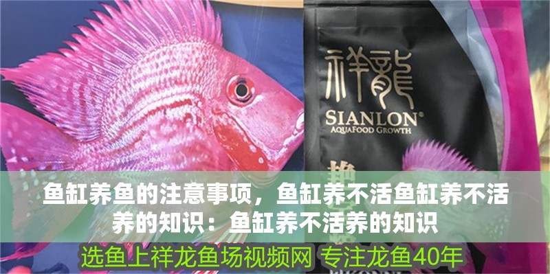 魚缸養魚的注意事項，魚缸養不活魚缸養不活養的知識：魚缸養不活養的知識