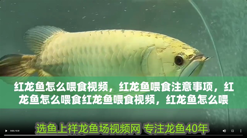 紅龍魚怎么喂食視頻，紅龍魚喂食注意事項，紅龍魚怎么喂食紅龍魚喂食視頻，紅龍魚怎么喂食視頻