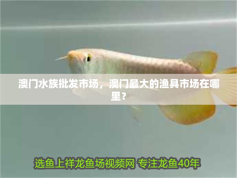 澳門水族批發市場，澳門最大的漁具市場在哪里？