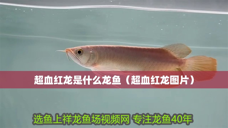 超血紅龍是什么龍魚（超血紅龍圖片）