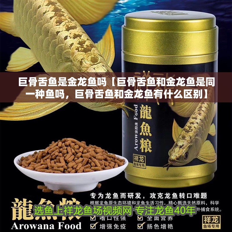 巨骨舌魚是金龍魚嗎【巨骨舌魚和金龍魚是同一種魚嗎，巨骨舌魚和金龍魚有什么區(qū)別】