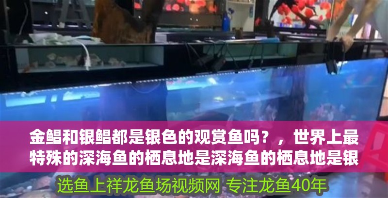 金鯧和銀鯧都是銀色的觀賞魚嗎？，世界上最特殊的深海魚的棲息地是深海魚的棲息地是銀龍魚 金鯧和銀鯧都是銀色的觀賞魚嗎？，世界上最特殊的深海魚的棲息地是深海魚的棲息地是銀龍魚 觀賞魚百科 第2張