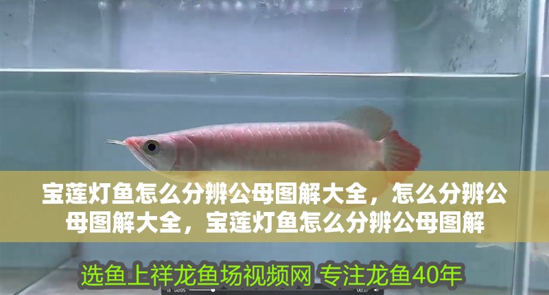 寶蓮燈魚怎么分辨公母圖解大全，怎么分辨公母圖解大全，寶蓮燈魚怎么分辨公母圖解